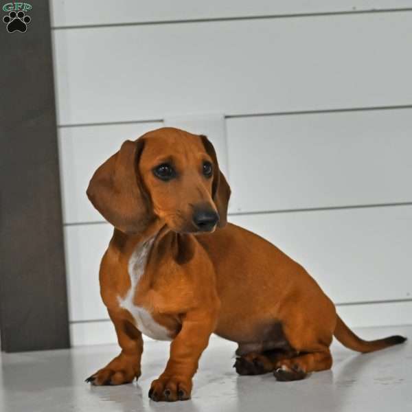 Bowswe, Dachshund Puppy